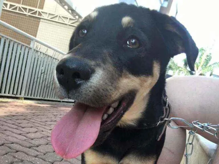 Cachorro ra a  idade 2 a 6 meses nome Joy
