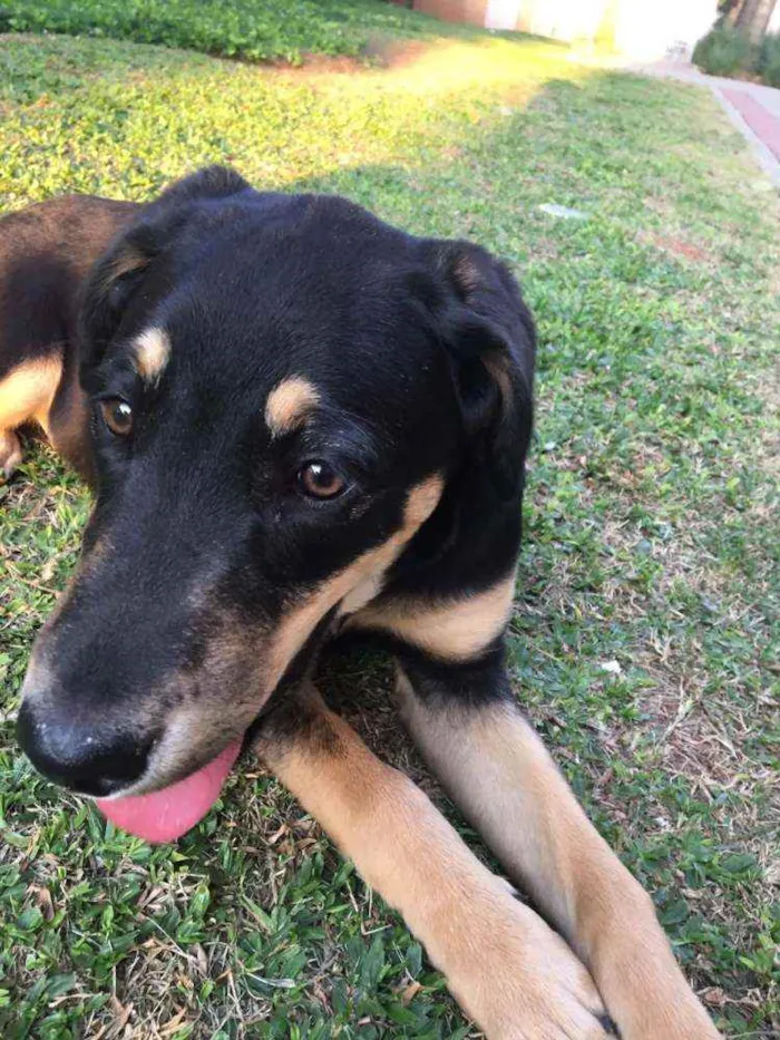 Cachorro ra a  idade 2 a 6 meses nome Joy