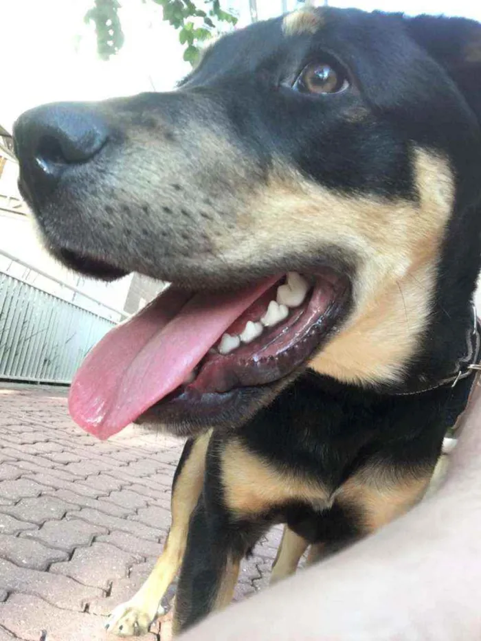 Cachorro ra a  idade 2 a 6 meses nome Joy