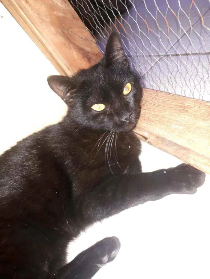 Gato ra a  idade 7 a 11 meses nome Muçum