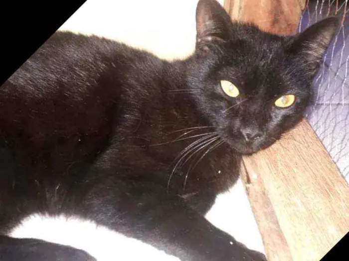 Gato ra a  idade 7 a 11 meses nome Muçum
