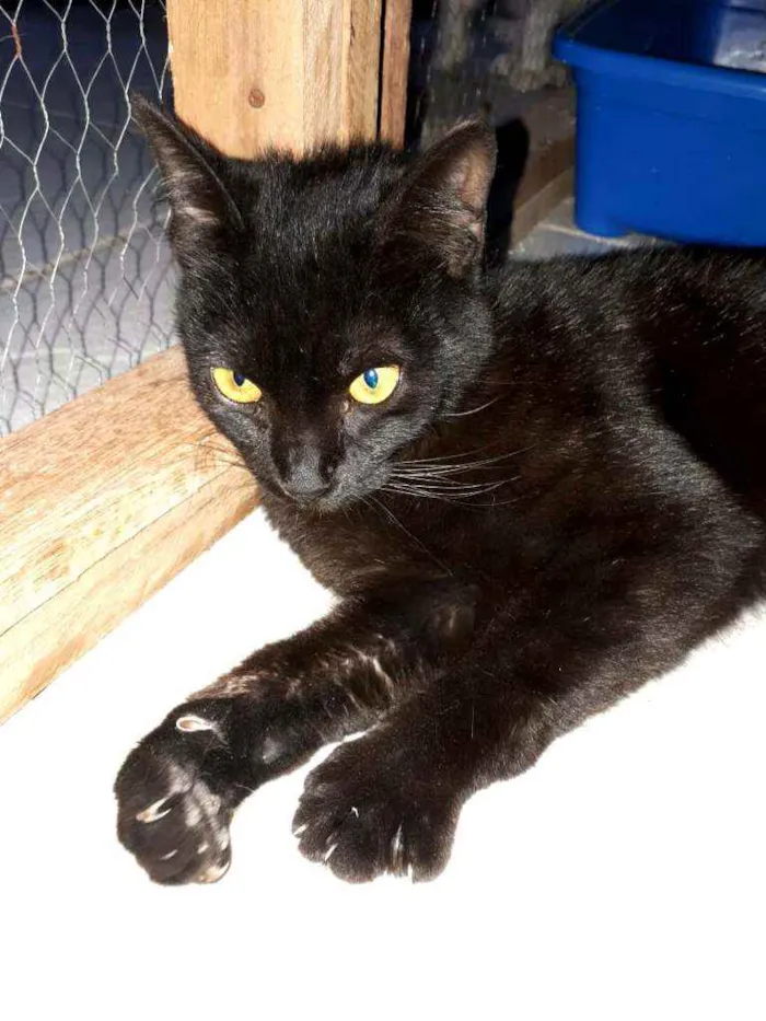Gato ra a  idade 7 a 11 meses nome Muçum
