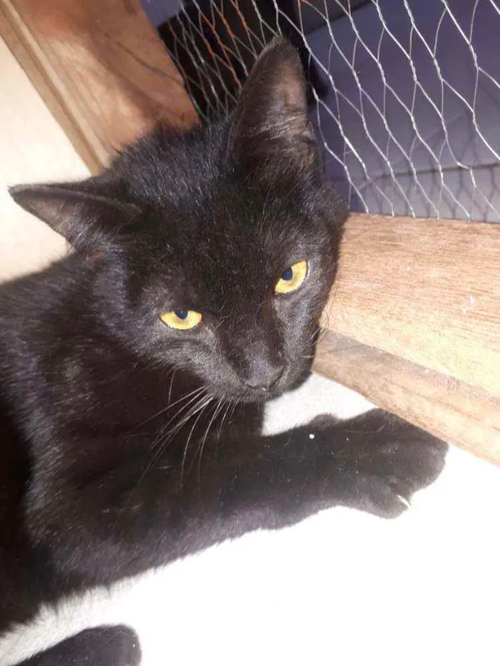 Gato ra a  idade 7 a 11 meses nome Muçum