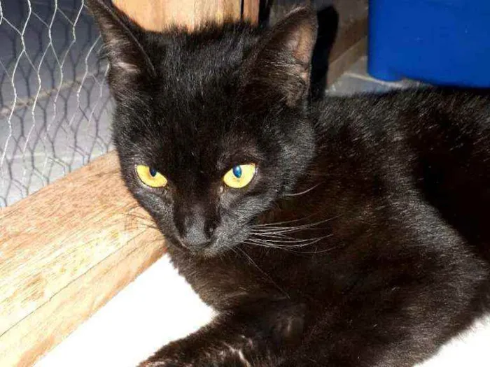 Gato ra a  idade 7 a 11 meses nome Muçum