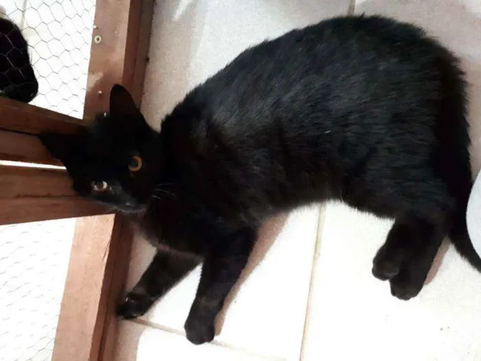 Gato ra a  idade 7 a 11 meses nome Muçum