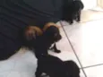 Não tem