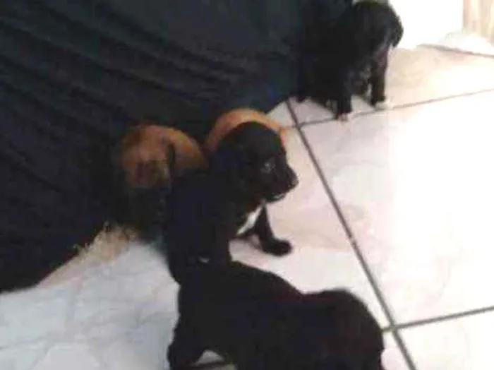 Cachorro ra a Não sei idade Abaixo de 2 meses nome Não tem