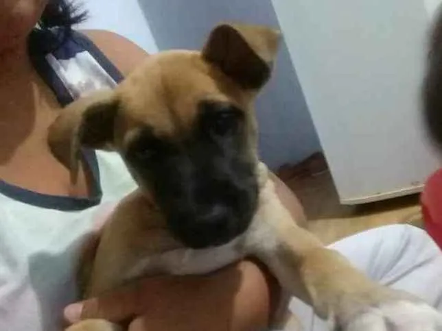 Cachorro ra a Indefinido idade 2 a 6 meses nome Pipoca