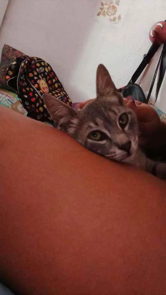 Gato ra a  idade 2 a 6 meses nome Lila