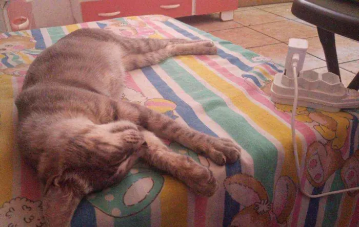 Gato ra a  idade 2 a 6 meses nome Lila