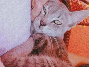 Gato raça  idade 2 a 6 meses nome Lila