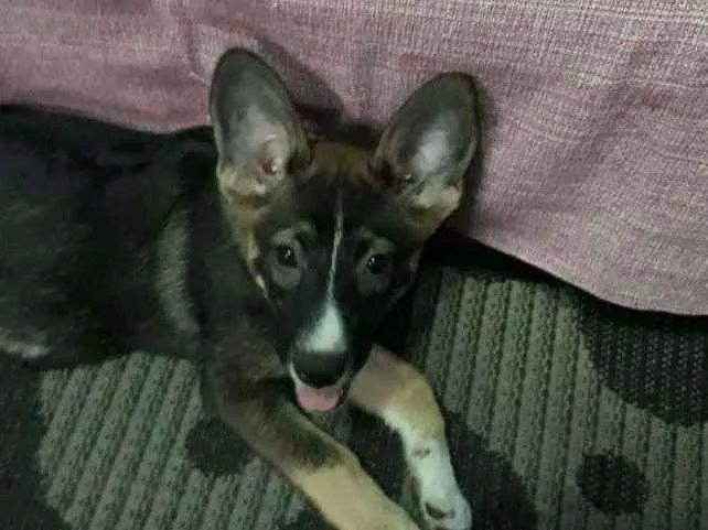 Cachorro raça SRD idade 2 a 6 meses nome Sem nomes