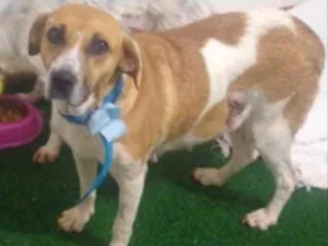 Cachorro raça Mestiça  idade 7 a 11 meses nome Branquinha 