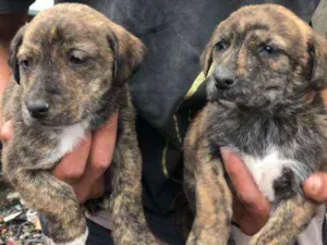Cachorro raça SRD-ViraLata idade  nome Toby