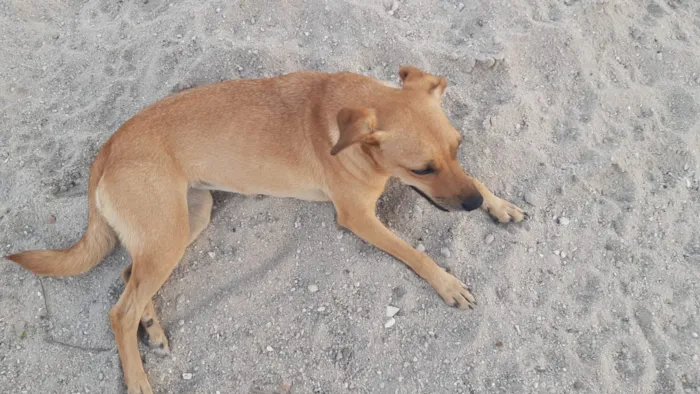 Cachorro ra a Mestiço  idade 1 ano nome BRIDA