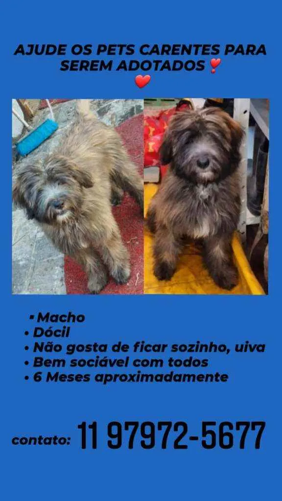 Cachorro ra a Peodle idade 2 a 6 meses nome Kalvim