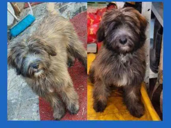 Cachorro ra a Peodle idade 2 a 6 meses nome Kalvim