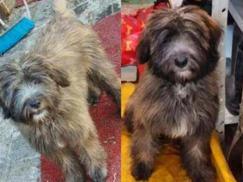 Cachorro ra a Peodle idade 2 a 6 meses nome Kalvim