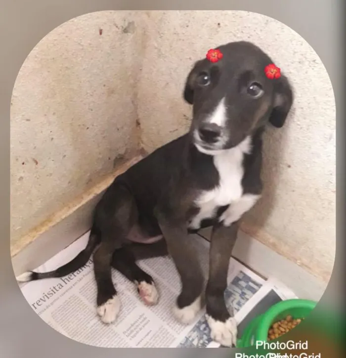 Cachorro ra a SRD-ViraLata idade 2 a 6 meses nome KIRA