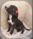KIRA