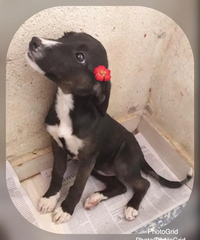 Cachorro ra a SRD-ViraLata idade 2 a 6 meses nome KIRA