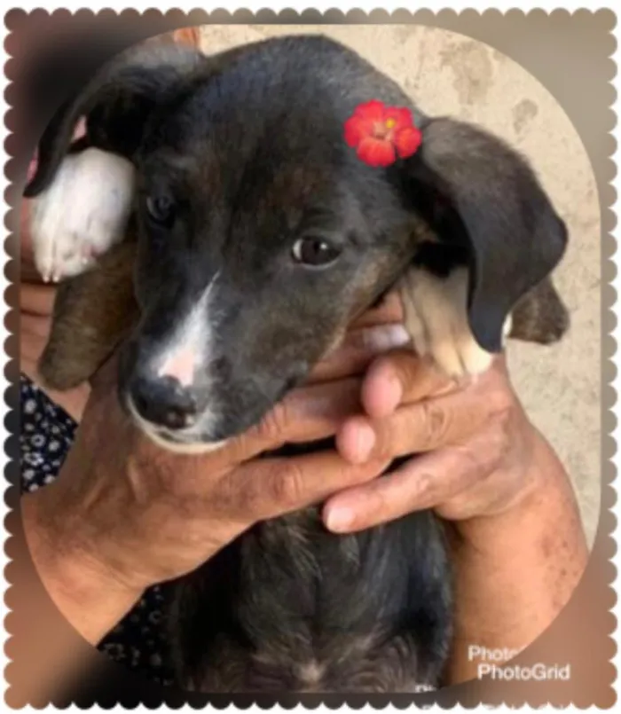 Cachorro ra a SRD-ViraLata idade 2 a 6 meses nome KIRA