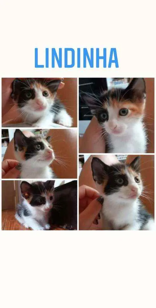 Gato raça NA idade Abaixo de 2 meses nome Lindinha