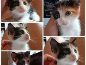 Gato raça NA idade Abaixo de 2 meses nome Lindinha