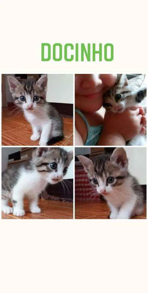 Gato raça NA idade Abaixo de 2 meses nome Docinho