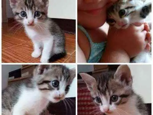 Gato raça NA idade Abaixo de 2 meses nome Docinho