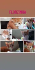 Florzinha