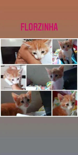Gato raça NA idade Abaixo de 2 meses nome Florzinha