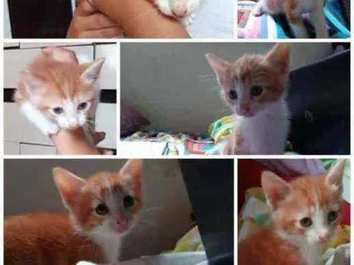 Gato raça NA idade Abaixo de 2 meses nome Florzinha