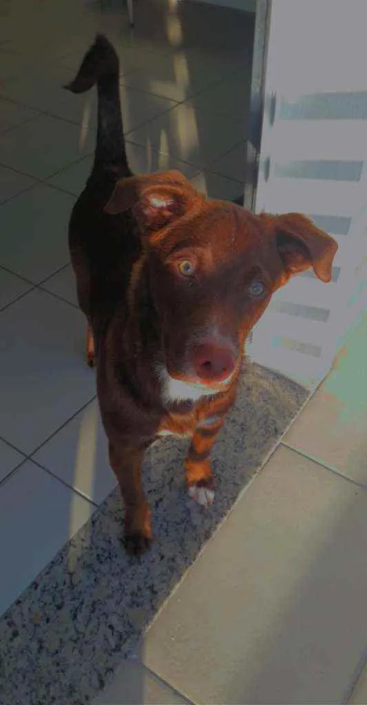 Cachorro ra a Sem raça definida  idade 1 ano nome Kelvin