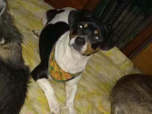 Cachorro ra a SRD idade 3 anos nome Jully
