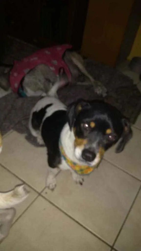 Cachorro ra a SRD idade 3 anos nome Jully