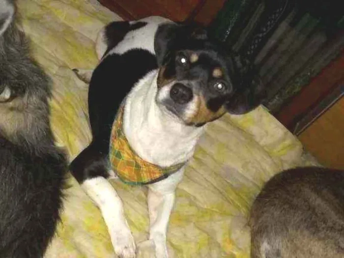 Cachorro ra a SRD idade 3 anos nome Jully