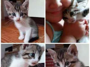 Gato raça NA idade Abaixo de 2 meses nome Docinho