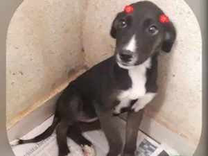 Cachorro raça SRD-ViraLata idade 2 a 6 meses nome KIRA