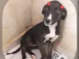 KIRA