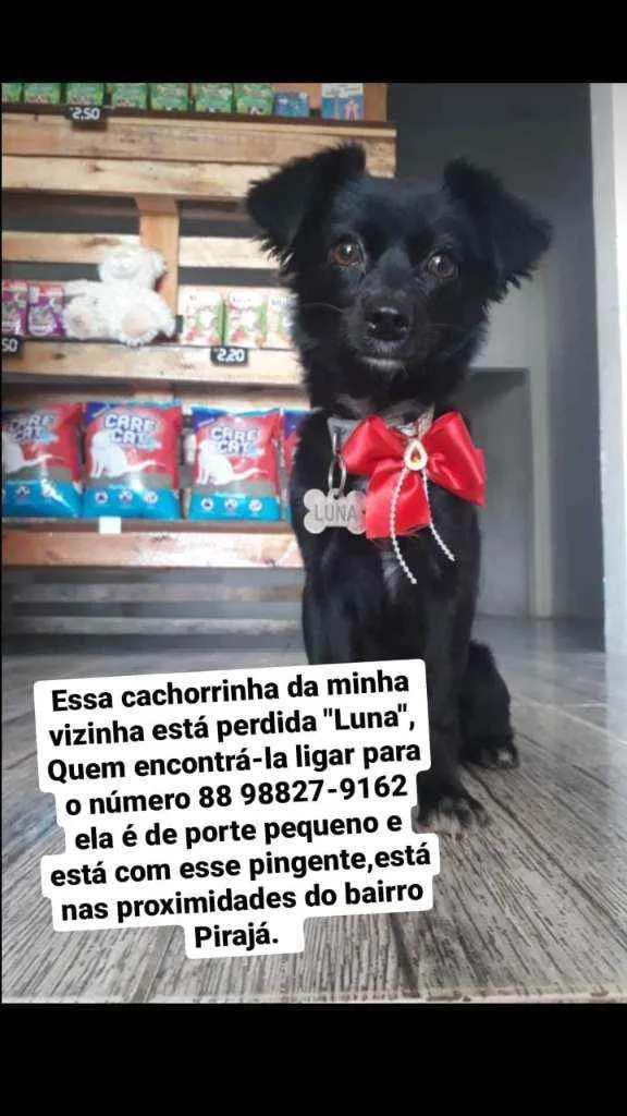 Cachorro ra a Pequinês  idade 1 ano nome Luna