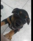 Fredy