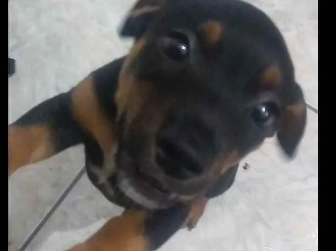 Cachorro ra a Viralata idade 2 a 6 meses nome Fredy