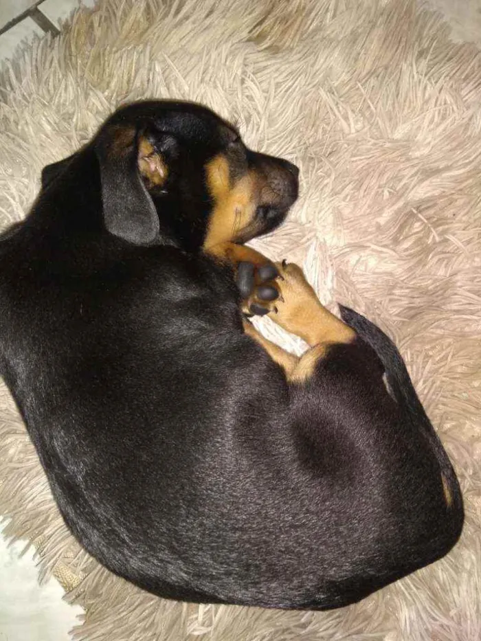 Cachorro ra a Viralata idade 2 a 6 meses nome Fredy