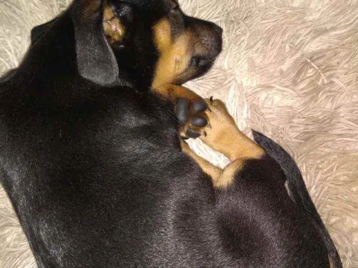 Cachorro ra a Viralata idade 2 a 6 meses nome Fredy
