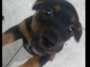 Cachorro raça Viralata idade 2 a 6 meses nome Fredy