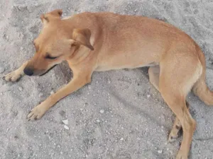 Cachorro raça Mestiço  idade 1 ano nome BRIDA