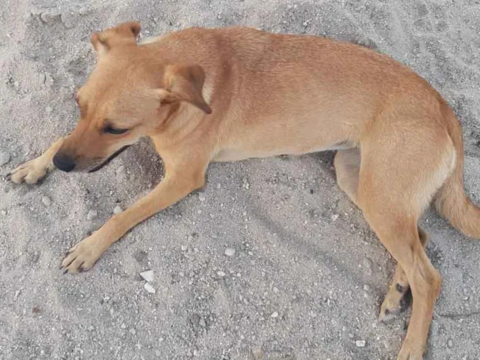 Cachorro ra a Mestiço  idade 1 ano nome BRIDA