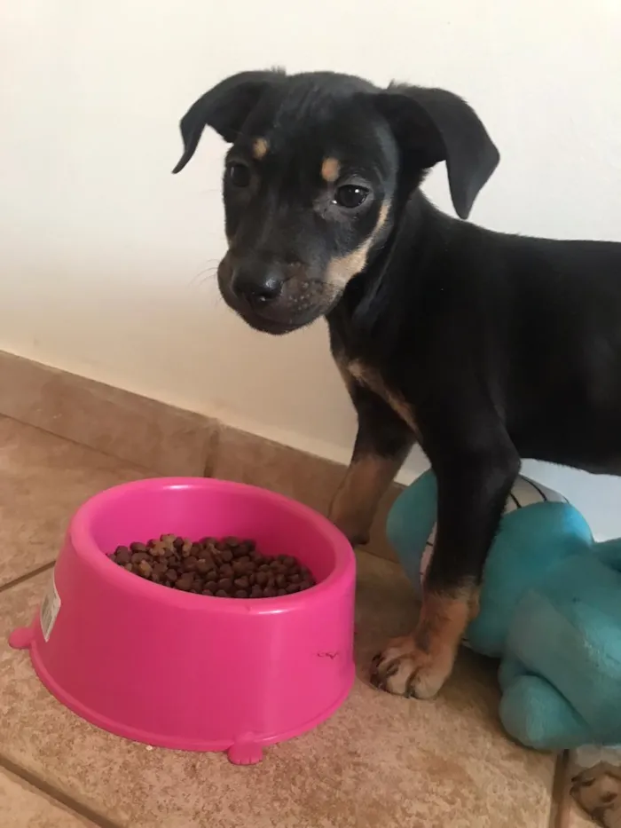 Cachorro ra a Vira lata idade 2 a 6 meses nome Pingo