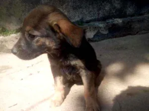 Cachorro raça Vira lata idade 2 a 6 meses nome Xena, mel, maia
